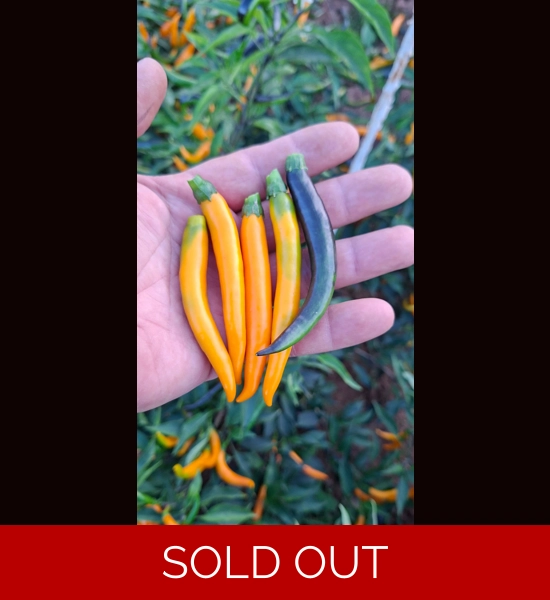 JALAPENO SURPRISE SLIM YELLOW  (f4)->(f5)